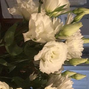 Meet your Posher, Audrey